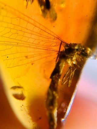 Neuroptera Myrmeleontidae Fly Adult Antlion Burmite Myanmar Amber Insect Fossil