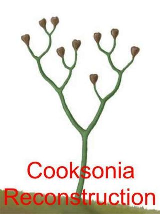 Museum quality fossil - Cooksonia - Silurian oldest land plant with sporangium 3