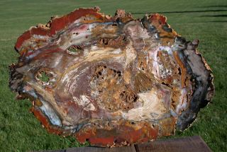 Sis: Oddly Preserved 16 ",  Hubbard Basin Petrified Wood Slab - Crazy Inclusions