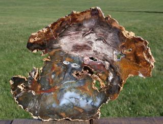 Sis: Fantastic Crazy Color 10 " Hubbard Basin Petrified Wood Slab