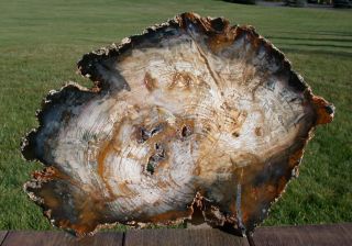 Sis: Gorgeous 14 " Hubbard Basin Petrified Wood Slab - Insane Wood Grainy