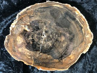 Petrified Wood Araucaria (conifer) Palo Duro Canyon Near Amarillo,  Texas 7”x5.  5”