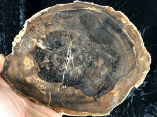 Petrified Wood Araucaria (Conifer) Palo Duro Canyon near Amarillo,  Texas 7”x5.  5” 2