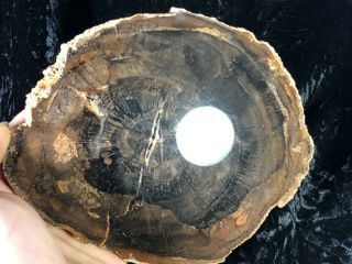 Petrified Wood Araucaria (Conifer) Palo Duro Canyon near Amarillo,  Texas 7”x5.  5” 3