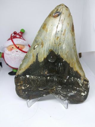 6.  04 " Megalodon Shark Tooth Fossil 100 Authentic Massive