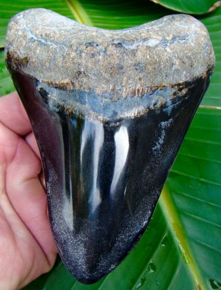 Megalodon Shark Tooth - 5 & 1/8 In.  Real Fossil Sharks Teeth - Jaw