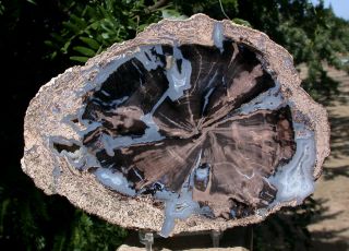 Sis: My Finest Large 7 ",  Blue Forest Petrified Wood Round - Blue Agate