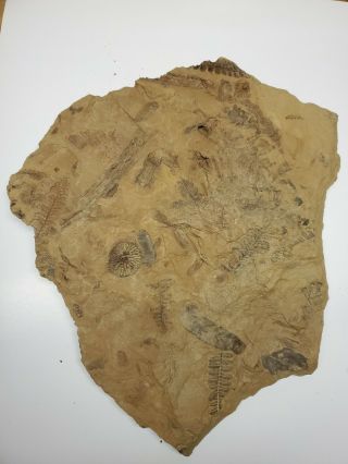 Huge Museum Quality Tree Fern Fossil With Other Vegitation