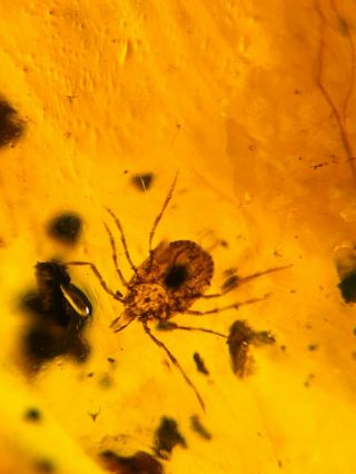 uncommon Ixodoidea tick Burmite Myanmar Burmese Amber insect fossil dinosaur age 2