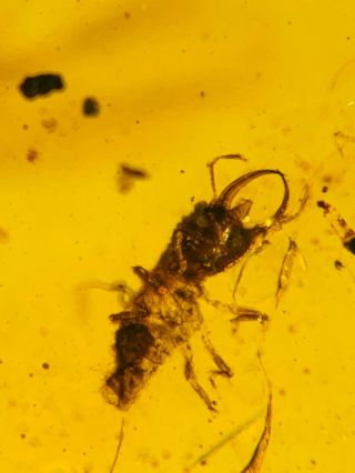 Neuroptera Psychopsidae Larva Burmite Myanmar Amber Insect Fossil Dinosaur Age