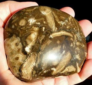 Petoskey Stone,  Fossils,  Rocks,  Minerals,  Polished,  Unpolished Petoskey Michigan