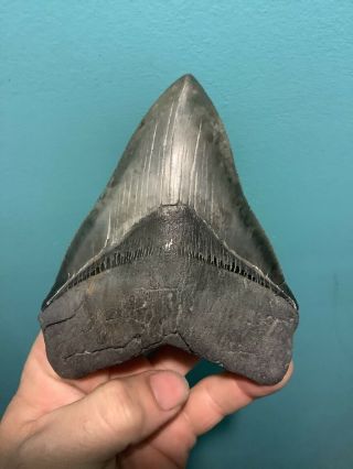 Killer Serrated 5.  12” Megalodon Shark Tooth 100 Natural - No Restoration.