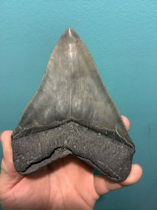 Killer Serrated 5.  12” Megalodon Shark Tooth 100 natural - NO restoration. 2