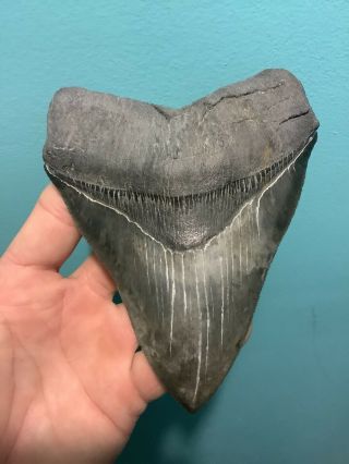 Killer Serrated 5.  12” Megalodon Shark Tooth 100 natural - NO restoration. 3