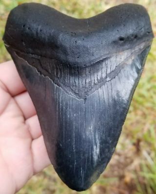Killer Black High Gloss Very Serrated 5.  44 " Megalodon Tooth.  No Restoration