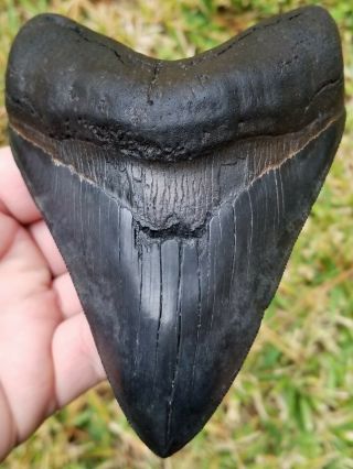 Killer Serrated 5.  38 " Megalodon Tooth.  Absolutely No Restoration