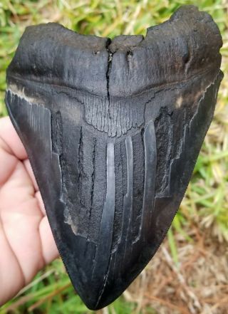 Giant Serrated 6.  255 " Megalodon Tooth.  Absolutely No Restoration