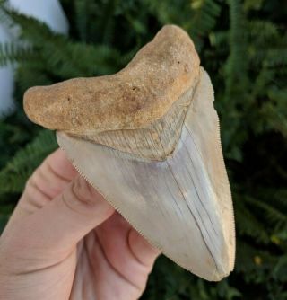 3.  85 " Cream Colored Megalodon Shark Tooth All Natural No Restoration