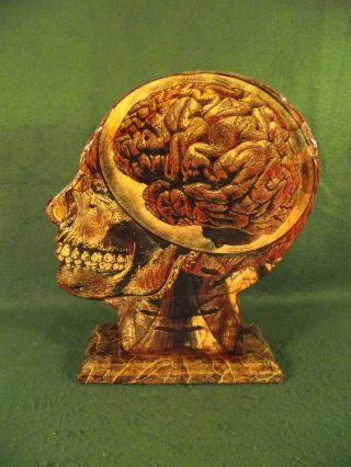 Antique Vintage Style Anatomical Head Skull Anatomy Medical Brain Art Sculpture