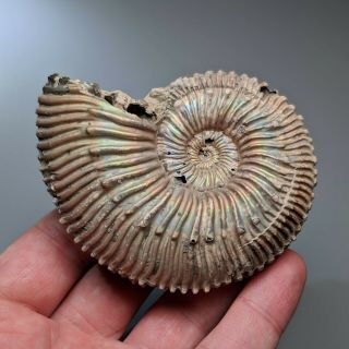 8,  2 Cm (3,  2 In) Ammonite Kosmoceras Pyrite Jurassic Russia Fossil Ammonit