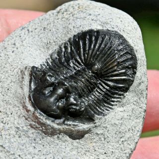 Trilobite Fossil,  Scabriscutellum Sp,  From Morocco 1