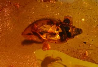 Semi - Transparent Snail Shell W Tissue.  Extremely Rare Fossil In Burmese Amber.
