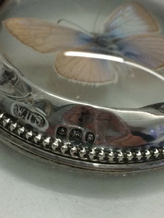 Rare Antique Edwardian Butterfly Glass Paperweight Sterling Silver 1906 3