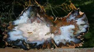 Sis: Phenomenal 15 " Hubbard Basin Petrified Wood Round - Truly Musueum Grade