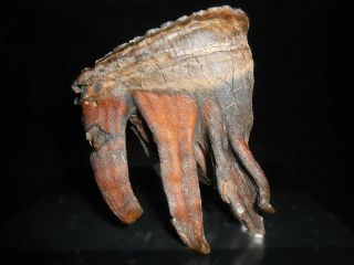 Fossil Tooth Of A Woolly Mammoth Fossil！with Great Roots Preserved！！
