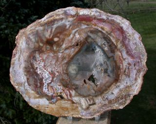 Sis: Astonishing Agate & Geode 9 " Madagascar Petrified Wood Slab Mirror Polish