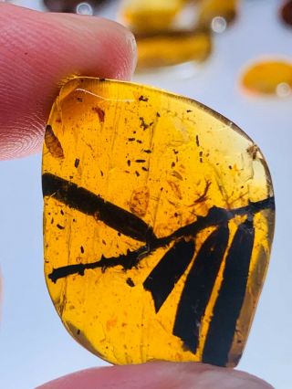 2.  1g Plant Tree Branch&leaf Burmite Myanmar Amber Insect Fossil Dinosaur Age
