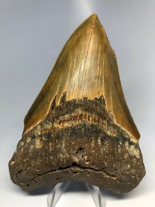 Megalodon Shark Tooth 5.  36” Orange - Fossil - Colorful 4899