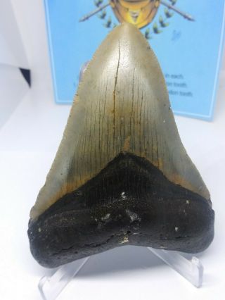 4.  04 Inch Prehistoric Megalodon Sharks Tooth Fossil Museum Quality Tooth