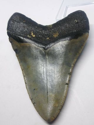 4.  04 Inch Prehistoric Megalodon Sharks Tooth Fossil Museum Quality Tooth 2