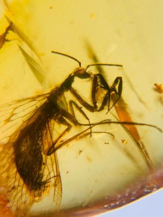 Neuroptera Mantispidae Mantispid Mantisfly Burmite Myanmar Amber Insect Fossil