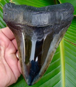 Megalodon Shark Tooth - 5 & 3/8 In.  Real Fossil Sharks Teeth - Jaw