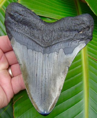Megalodon Shark Tooth - 5 & 3/8 in.  REAL FOSSIL SHARKS TEETH - JAW 2