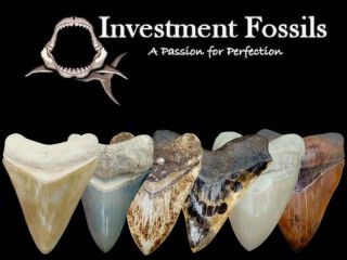 Megalodon Shark Tooth - 5 & 3/8 in.  REAL FOSSIL SHARKS TEETH - JAW 3
