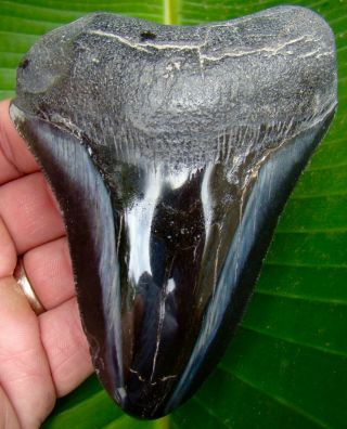 Megalodon Shark Tooth - 4 & 7/16 In.  Real Fossil Sharks Teeth - Jaw