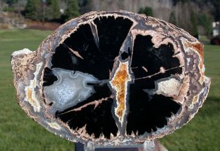 Sis: Stunning Black & Gold Wyoming Eden Valley Petrified Wood Round - My Finest