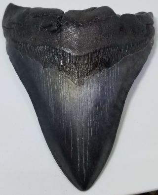 Black Serrated 5.  01 " Megalodon Tooth.  Absolutely No Restoration