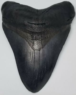 Killer Black Serrated 5.  20 " Megalodon Tooth.  Absolutely No Restoration