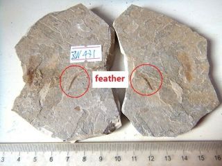 Feather Fossil,  The Jehol Biota,  Liaoxi 71308