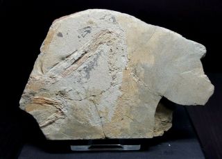 [pcs04] Confuciusornis Sanctus Fossil Bird Finger Cretaceous Bird Fossil Wing