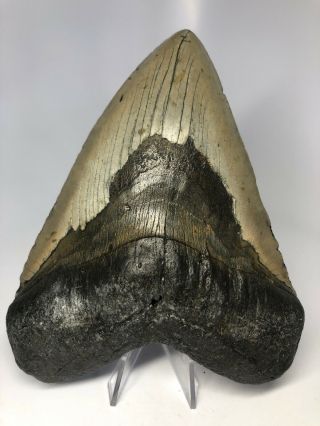 Megalodon Shark Tooth 6.  36” Huge - Real Fossil - No Restoration 3865