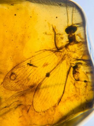 Neuroptera Lacewing Burmite Myanmar Burmese Amber Insect Fossil Dinosaur Age