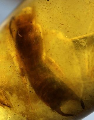 Rare Big Earwig Burmite Cretaceous Amber Fossil Dinosaurs Era
