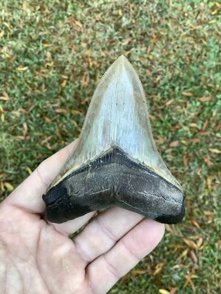 Killer Serrated 3.  85” Megalodon Fossil Shark Tooth 100 Natural No Restoration