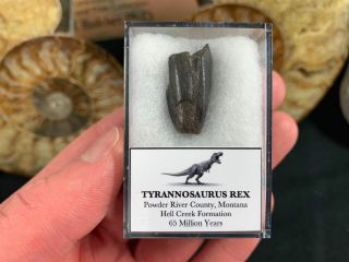 Tyrannosaurus Rex Premax Tooth 01 - Hell Creek,  Montana,  T Rex Dinosaur Fossil