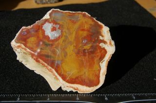 Utah Polished Petrified Wood From The Henry Mountains Color